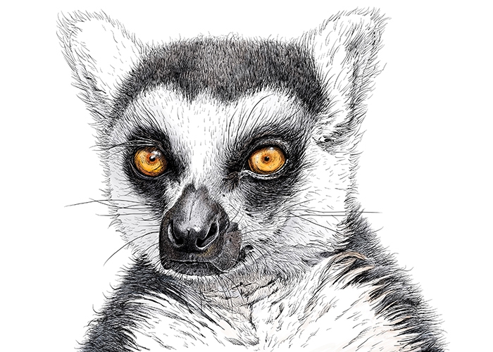 Animal Portrait - Lemur Katta